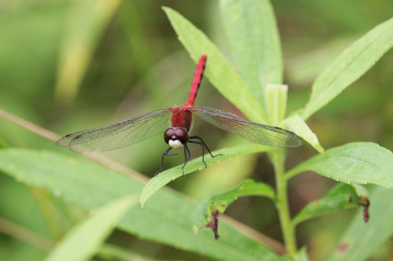 Photo of White-faced Meadowhawk