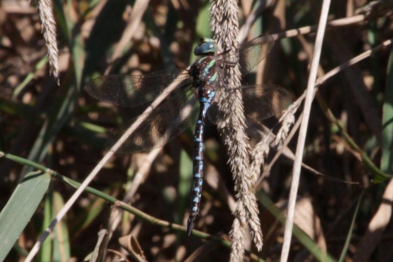 Photo of Black-tipped Darner