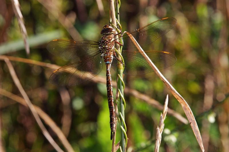 Photo of Shadow Darner