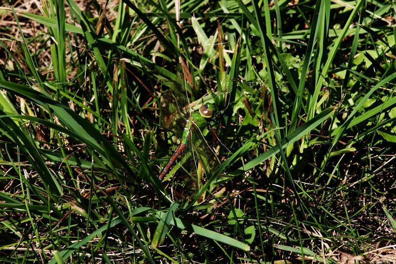 Photo of Common Green Darner