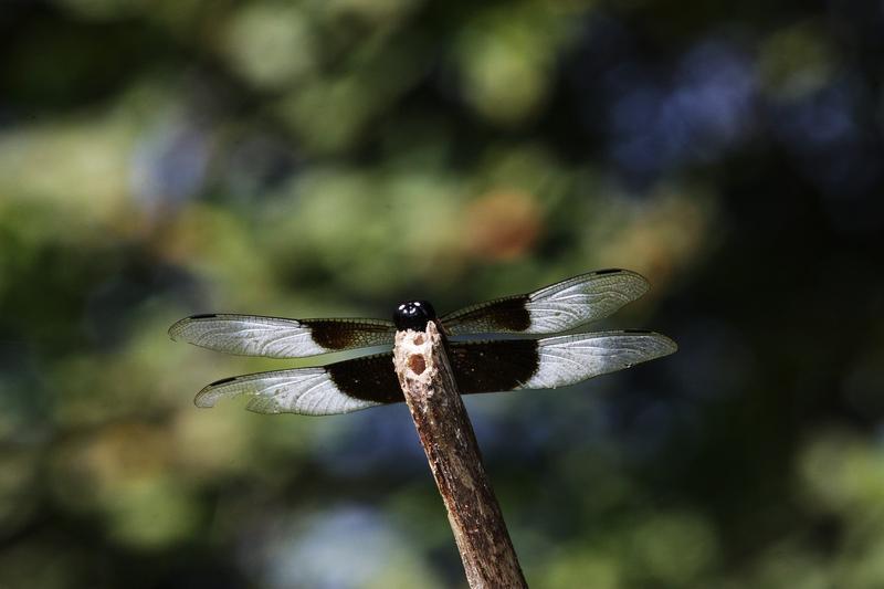 Photo of Widow Skimmer