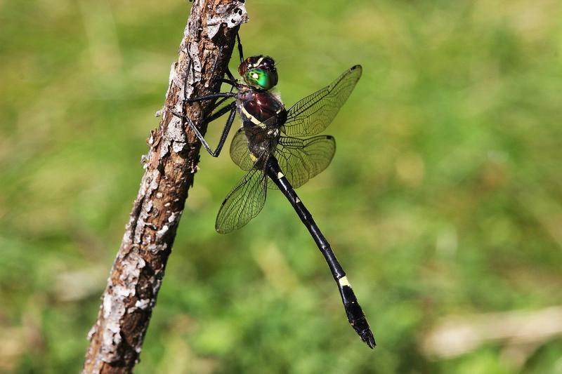 Photo of Swift River Cruiser (Illinois River Cruiser ssp.)