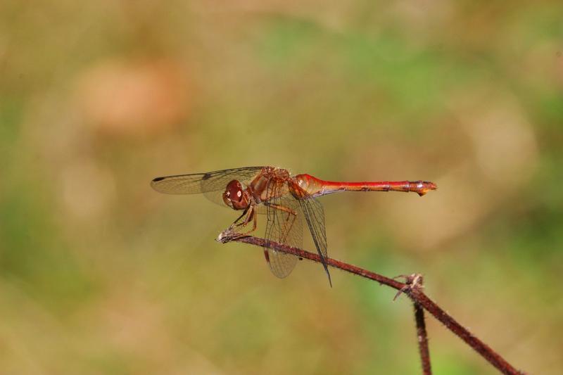 Photo of Autumn Meadowhawk