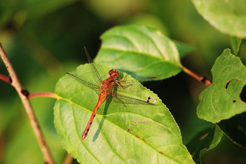 Photo of Autumn Meadowhawk