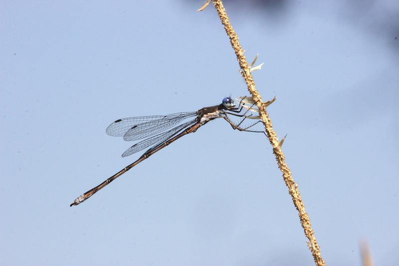 Photo of Spotted Spreadwing