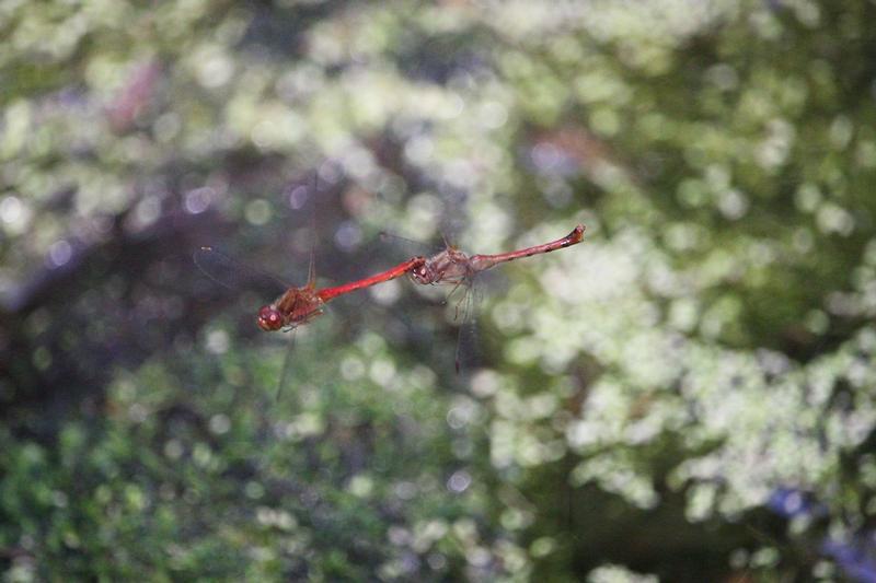 Photo of Autumn Meadowhawk
