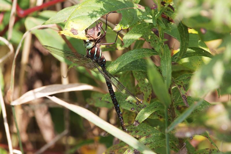 Photo of Shadow Darner