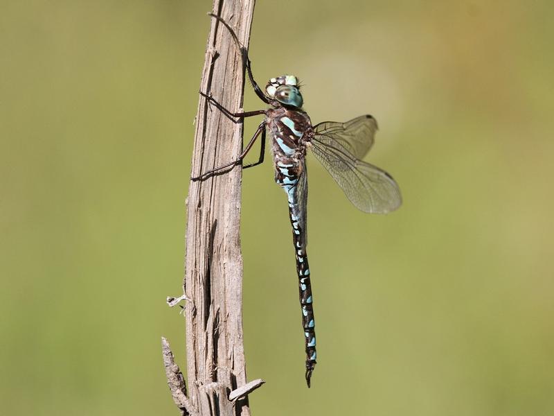 Photo of Canada Darner