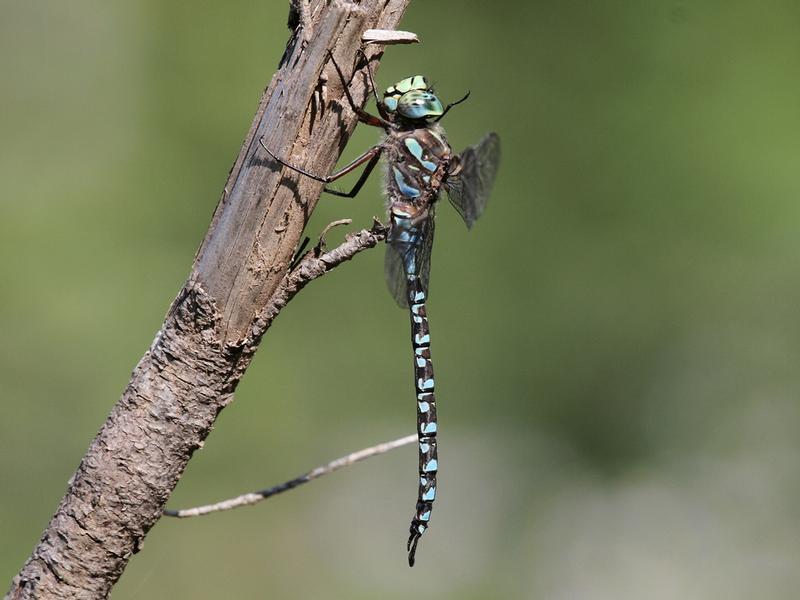 Photo of Lake Darner