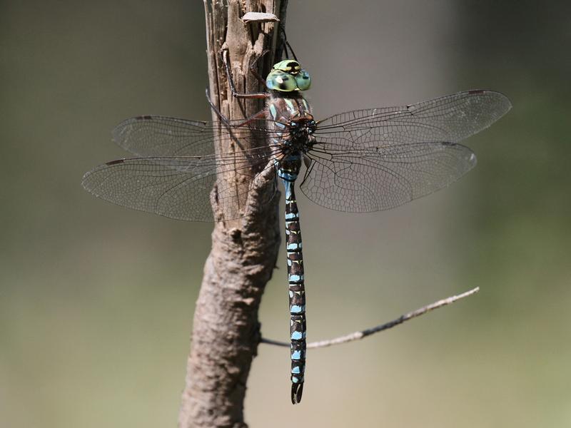 Photo of Lake Darner