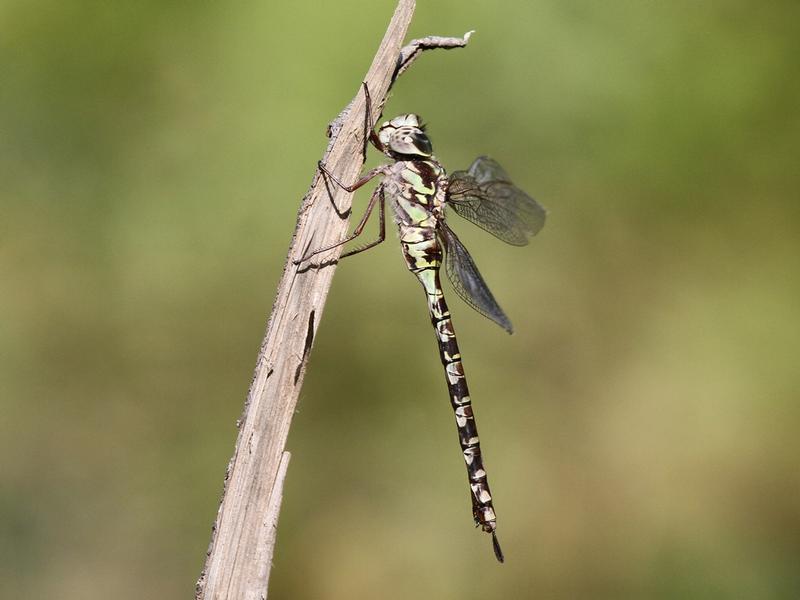 Photo of Mottled Darner