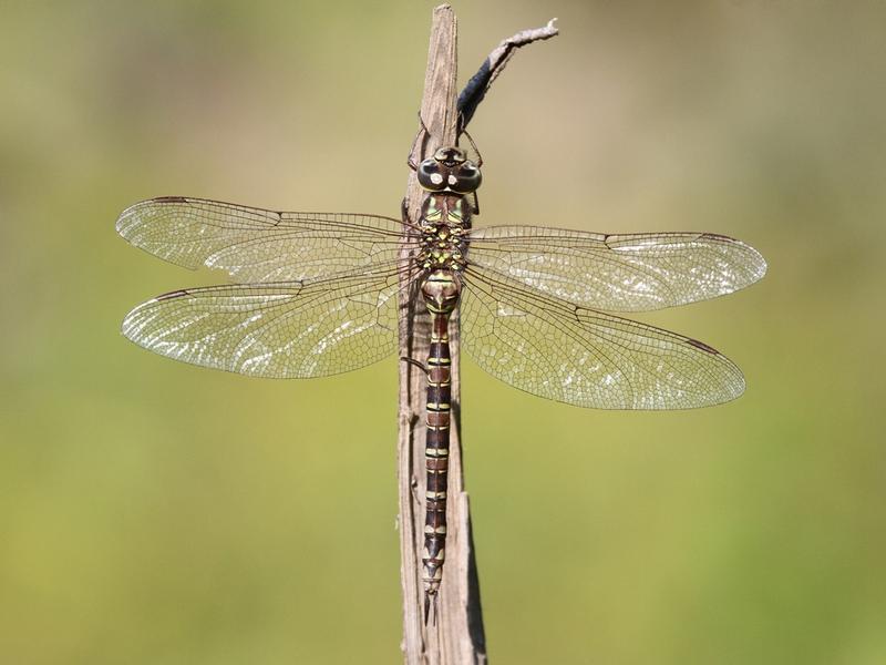 Photo of Mottled Darner