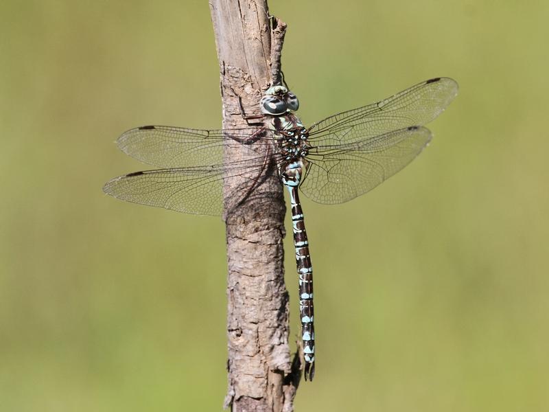 Photo of Mottled Darner