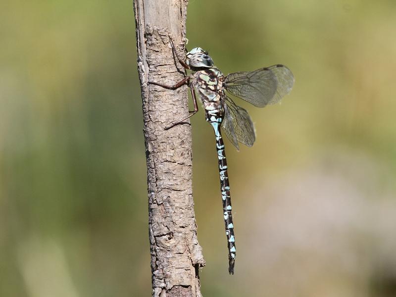 Photo of Mottled Darner