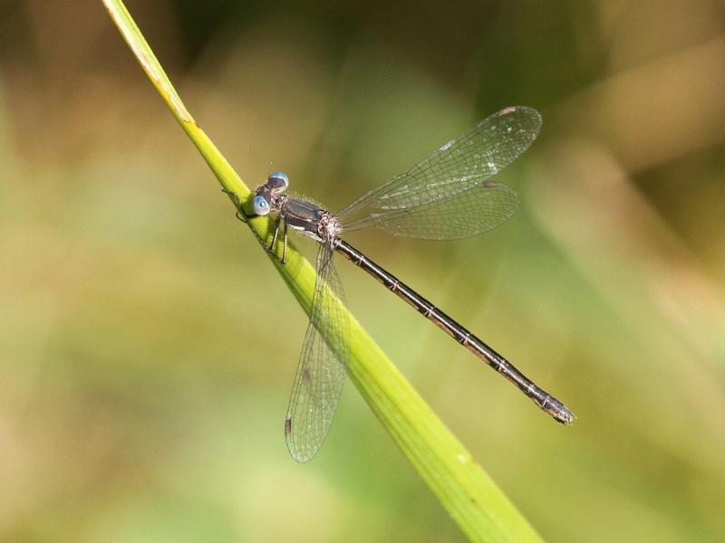 Photo of Spotted Spreadwing
