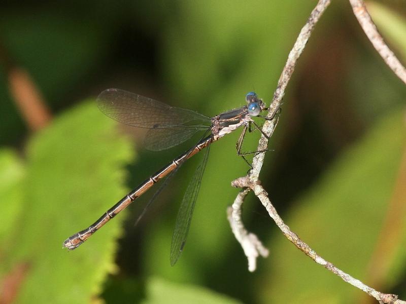 Photo of Spotted Spreadwing