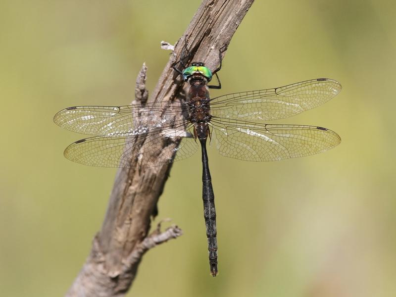 Photo of Williamson's Emerald