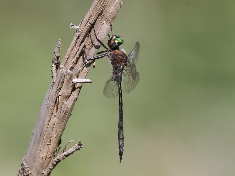 Photo of Williamson's Emerald