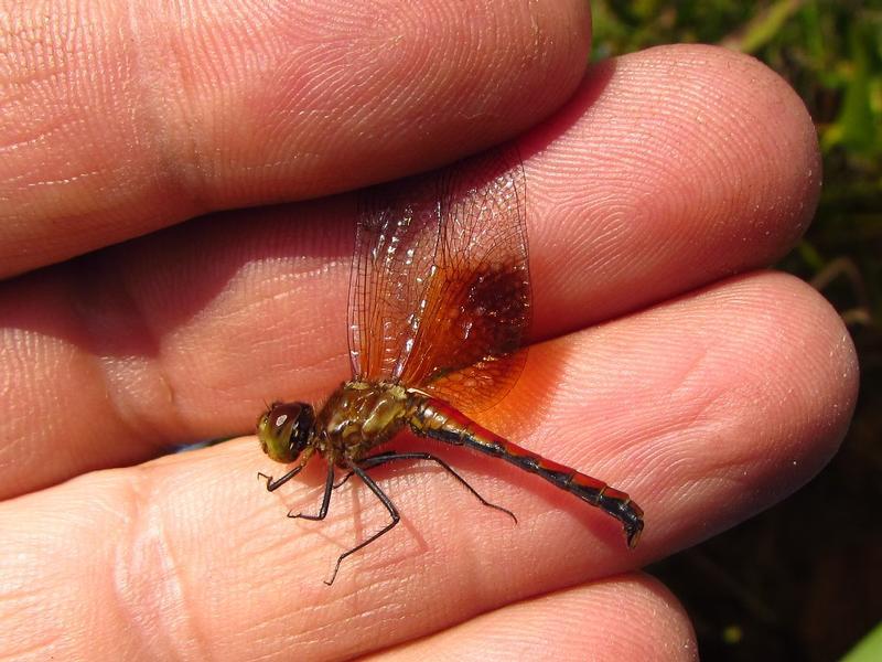 Photo of Band-winged Meadowhawk