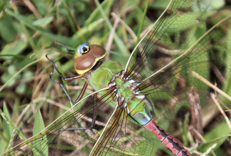 Photo of Common Green Darner