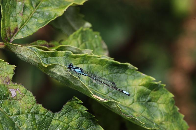 Photo of Skimming Bluet