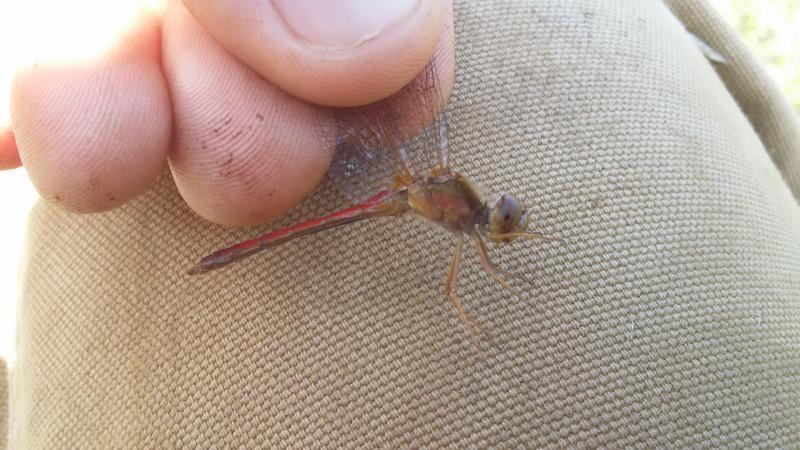 Photo of Autumn Meadowhawk