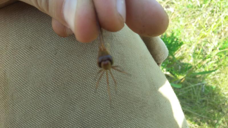 Photo of Autumn Meadowhawk