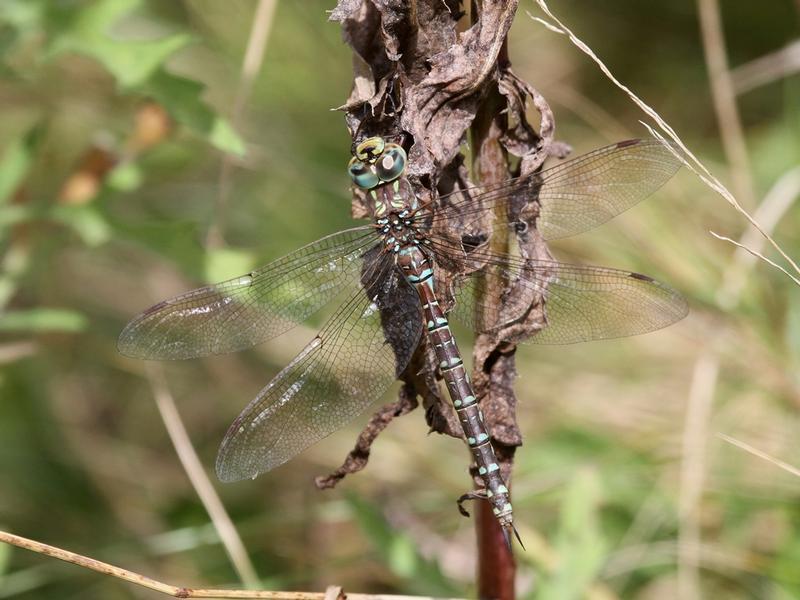 Photo of Canada Darner