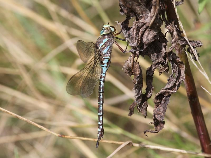 Photo of Canada Darner