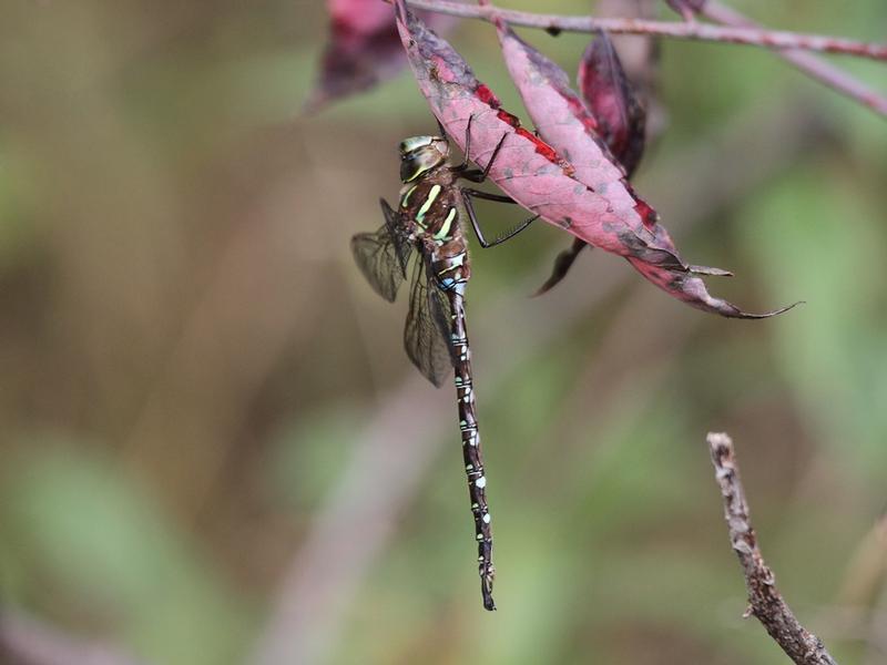 Photo of Shadow Darner