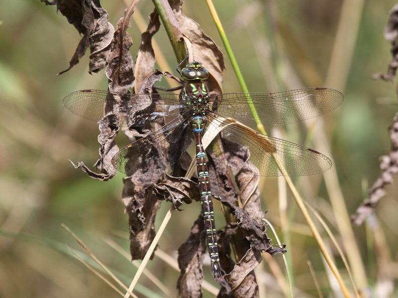 Photo of Shadow Darner