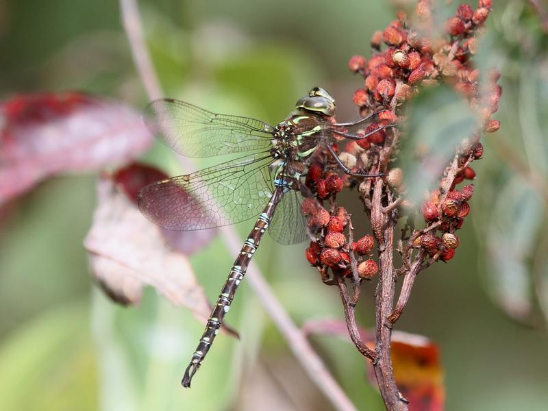 Photo of Shadow Darner