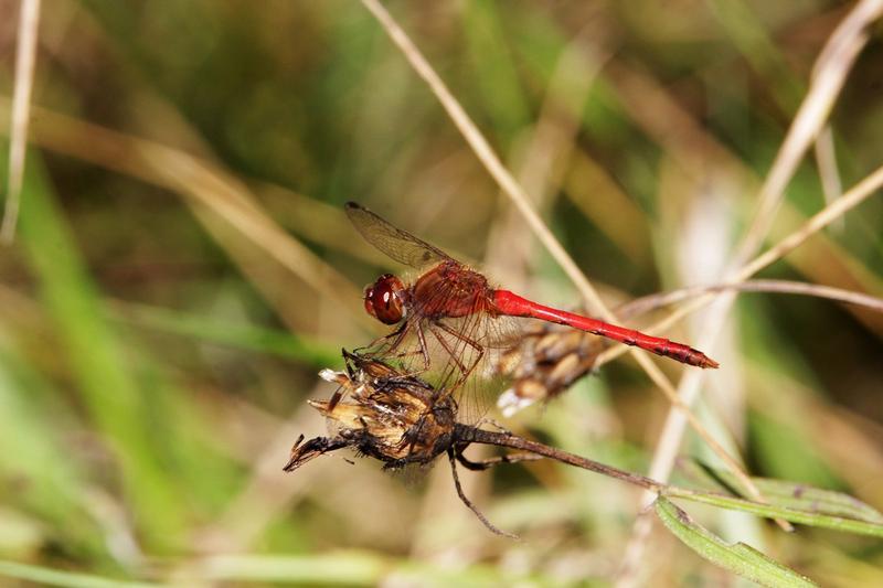 Photo of Autumn Meadowhawk