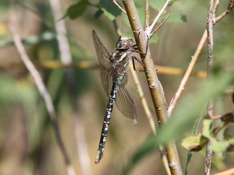 Photo of Green-striped Darner