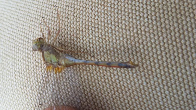 Photo of Autumn Meadowhawk