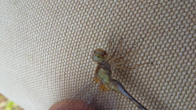 Photo of Autumn Meadowhawk