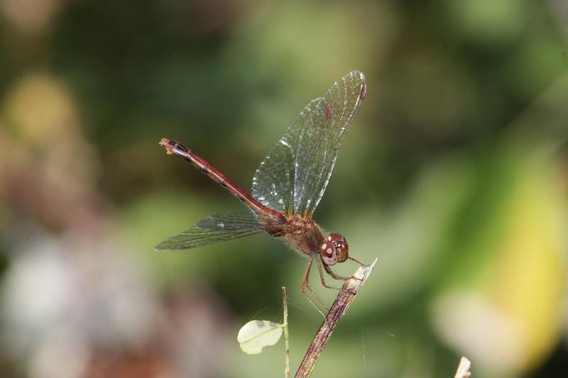 Photo of Autumn Meadowhawk