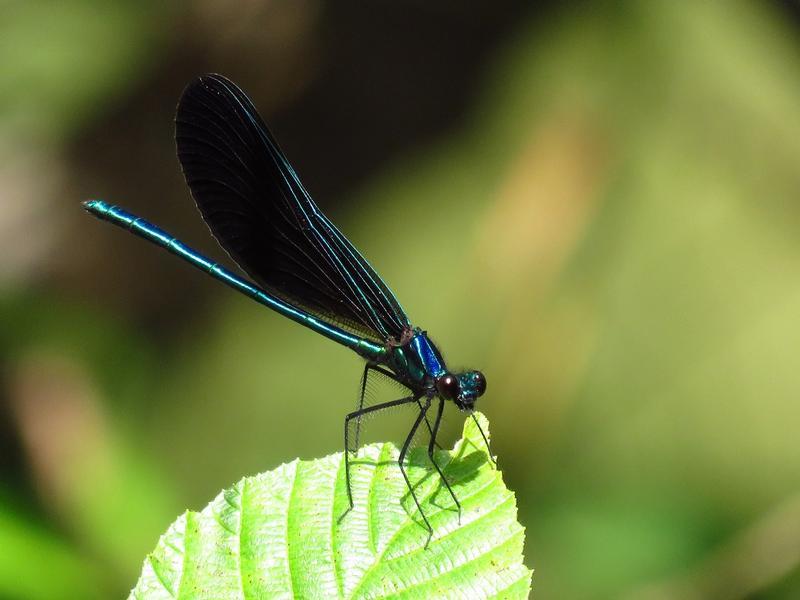 Photo of Ebony Jewelwing