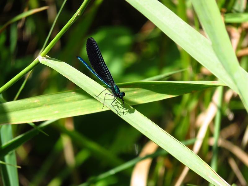 Photo of Ebony Jewelwing