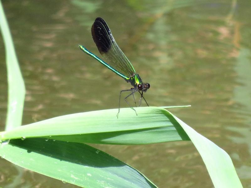 Photo of River Jewelwing