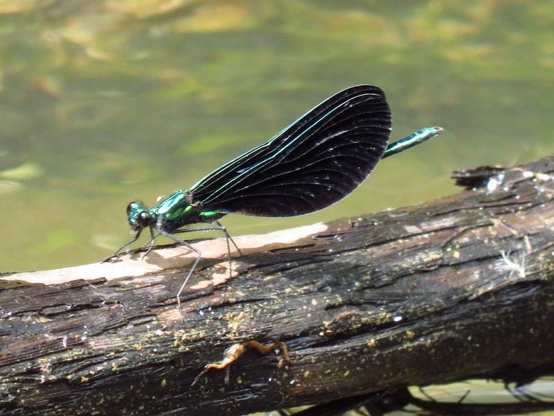 Photo of Ebony Jewelwing