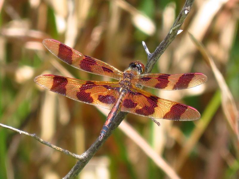 Photo of Halloween Pennant