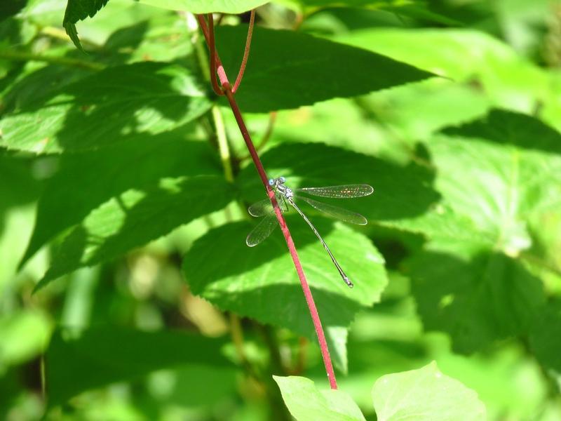 Photo of Slender Spreadwing