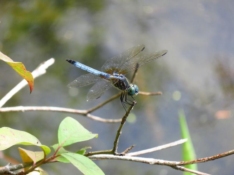 Photo of Blue Dasher