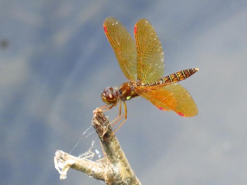 Photo of Eastern Amberwing