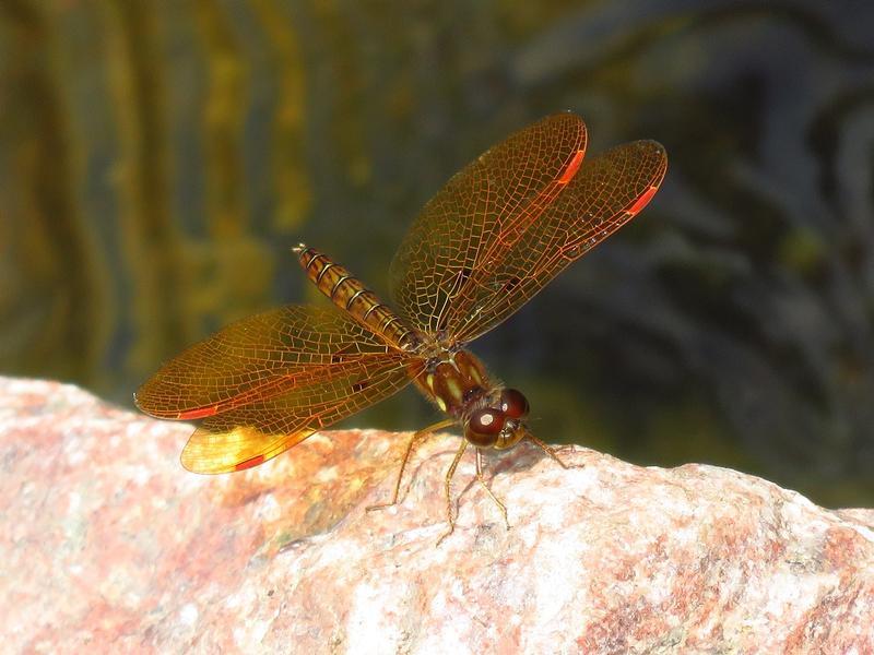 Photo of Eastern Amberwing