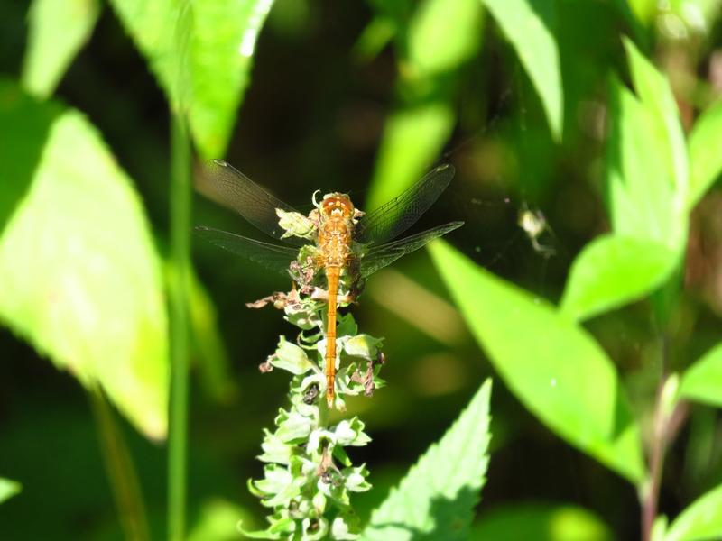 Photo of Autumn Meadowhawk