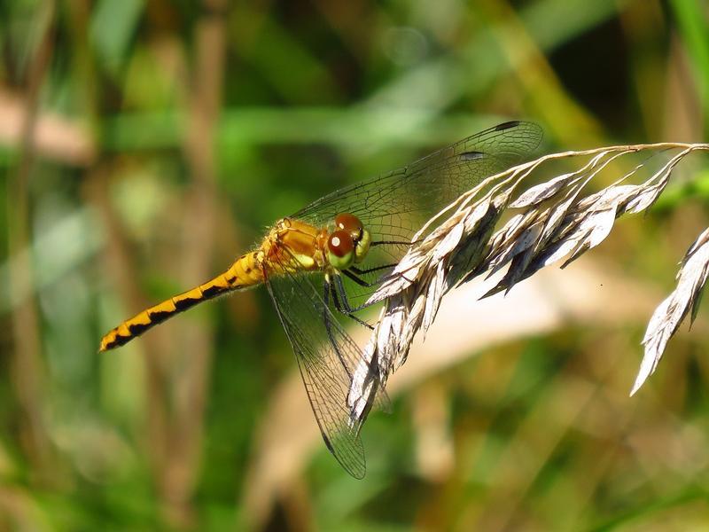Photo of White-faced Meadowhawk