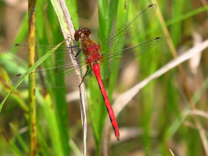 Photo of Autumn Meadowhawk