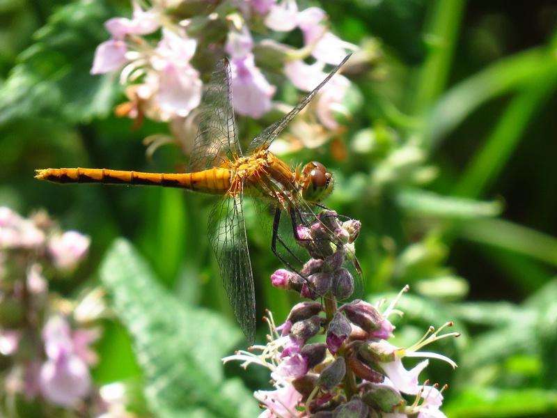 Photo of White-faced Meadowhawk